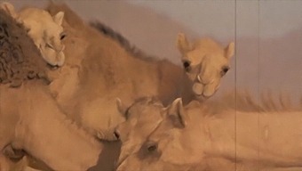 تقدم الترفيه الفانوس الداكن جمالا مذهلا في لقاء حسي مع شريك شرس